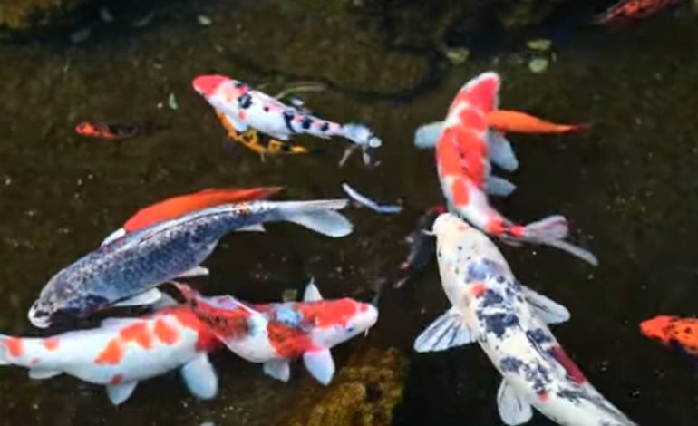 Tips Pemilihan Induk Ikan Terbaik dan Berkualitas