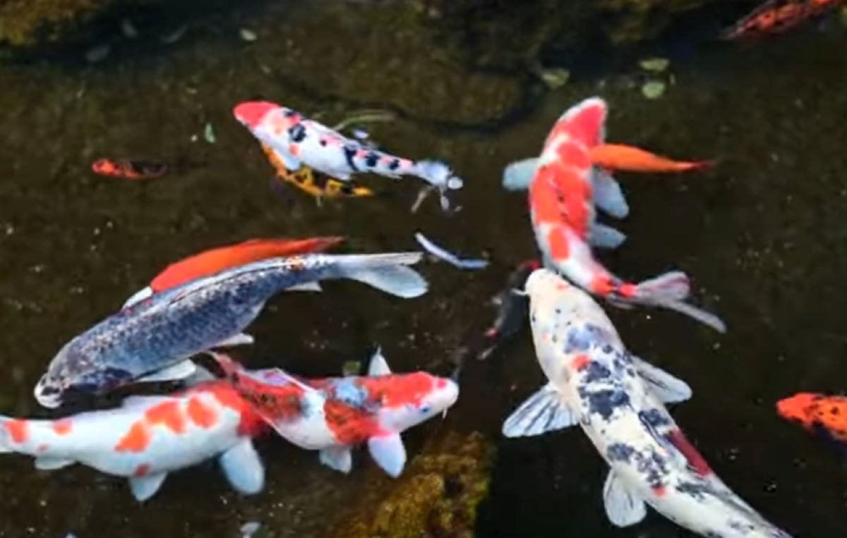 Tips Pemilihan Induk Ikan Terbaik dan Berkualitas