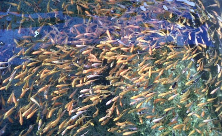 Cara Memilih Benih Ikan yang Unggul dengan Tepat