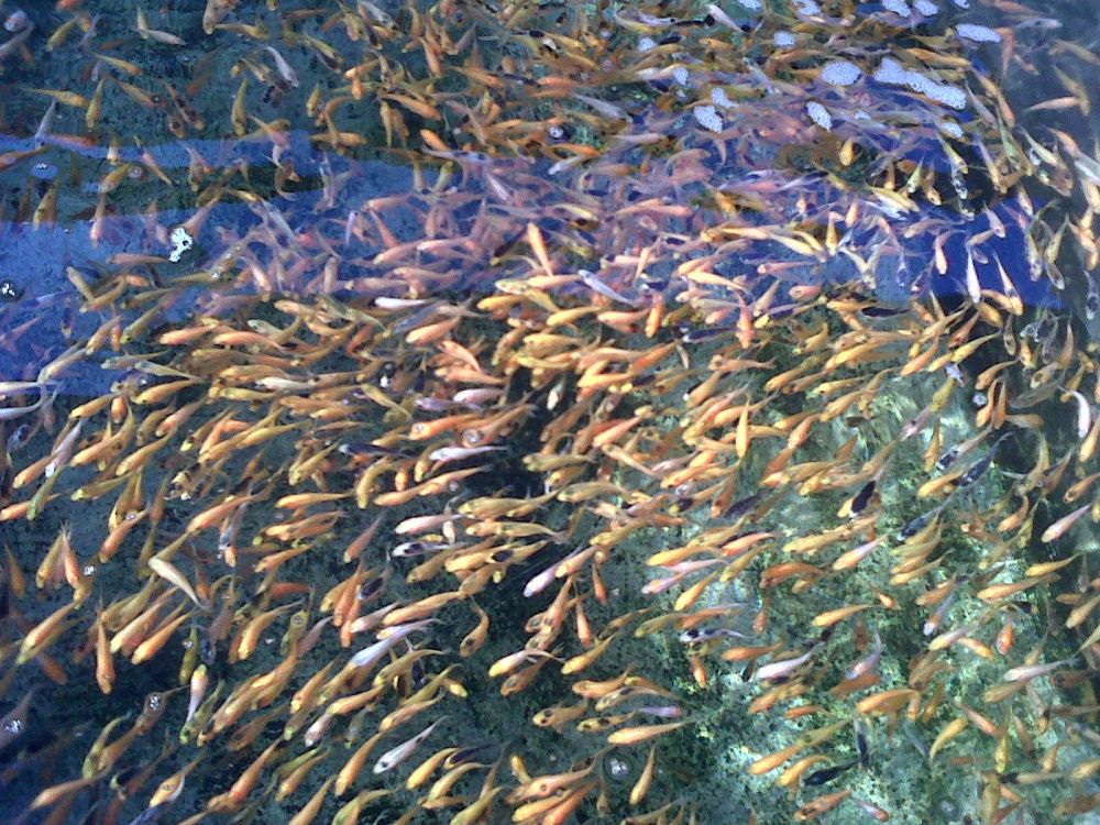 Cara Memilih Benih Ikan yang Unggul dengan Tepat