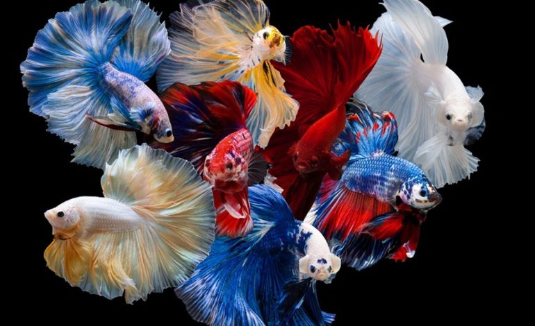 Ikan Cupang Termahal di Dunia, Tembus Hingga Puluhan Juta