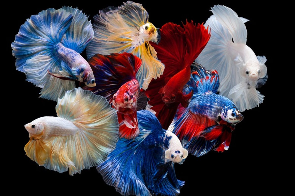 Ikan Cupang Termahal di Dunia, Tembus Hingga Puluhan Juta