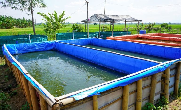 Cara Budidaya Ikan Gabus Dengan Mudah di Kolam Terpal
