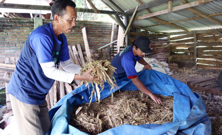 Cara Mengolah Fermentasi Jerami Untuk Pakan Ternak sapi