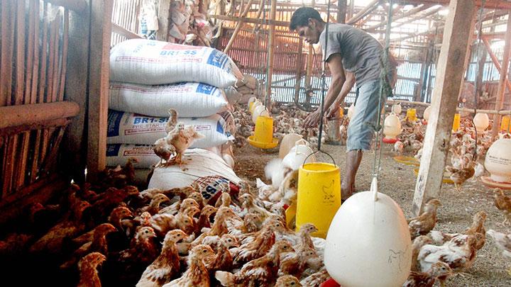 USAHA TERNAK AYAM KAMPUNG UNTUK PEMULA