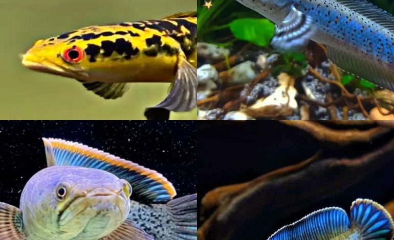 Jenis Ikan Channa Asal Indonesia, Paling Terpopuler !