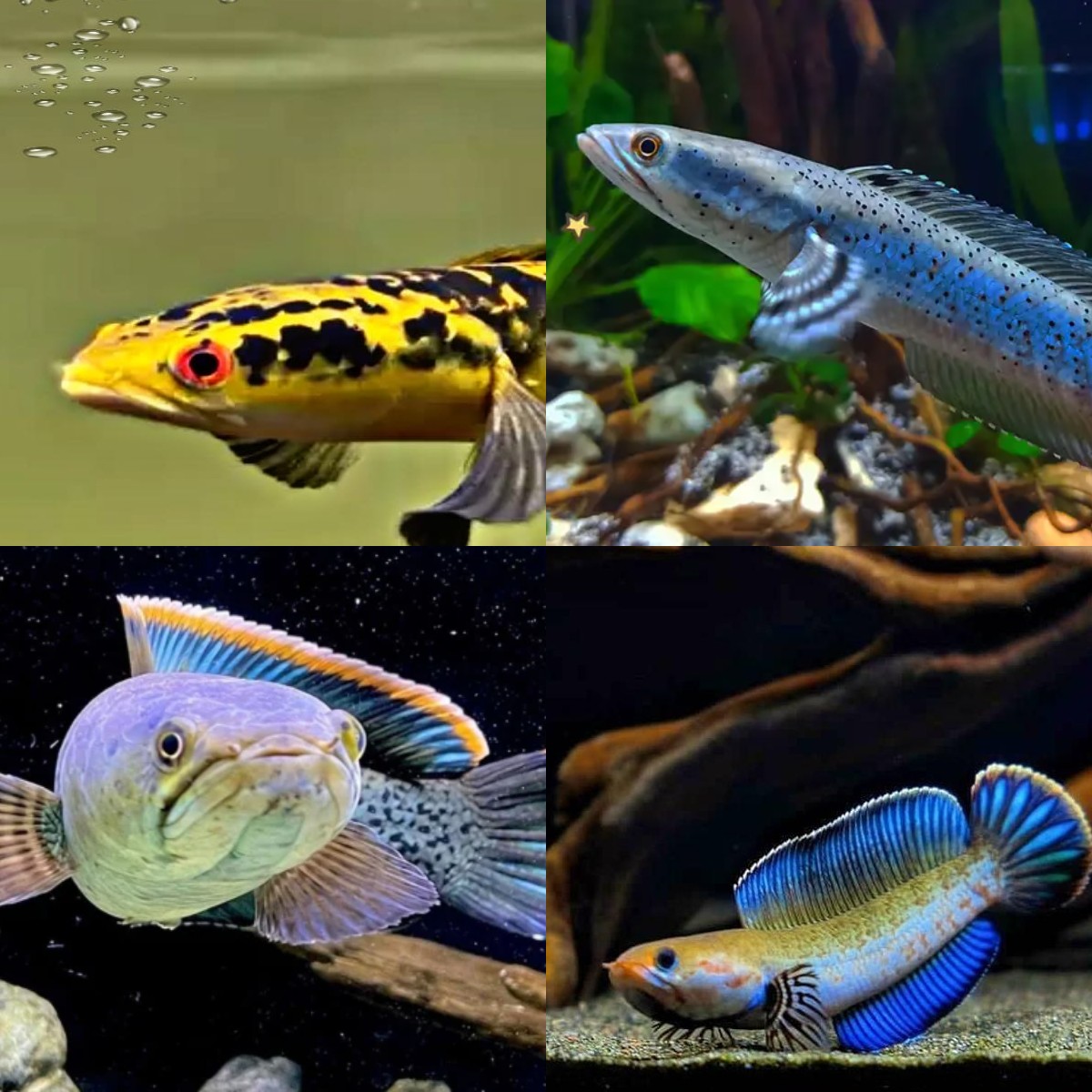 Jenis Ikan Channa Asal Indonesia, Paling Terpopuler !