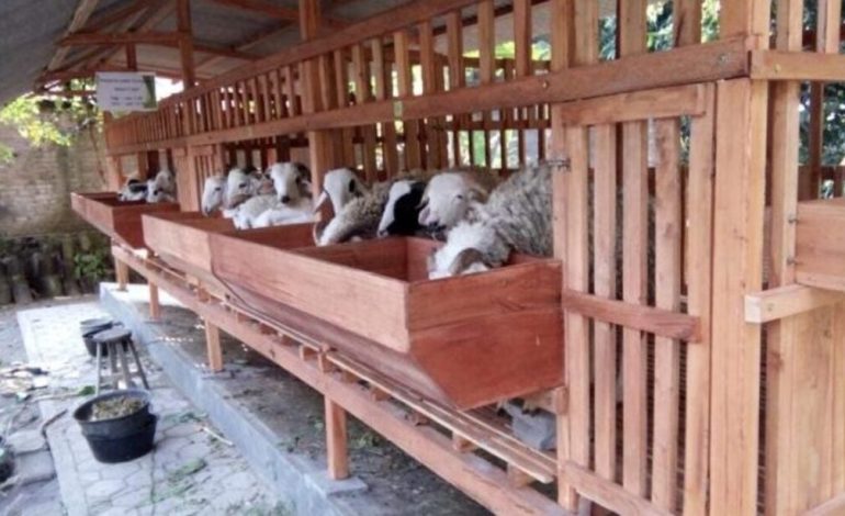 Panduan Praktis beternak Kambing bagi Pemula,