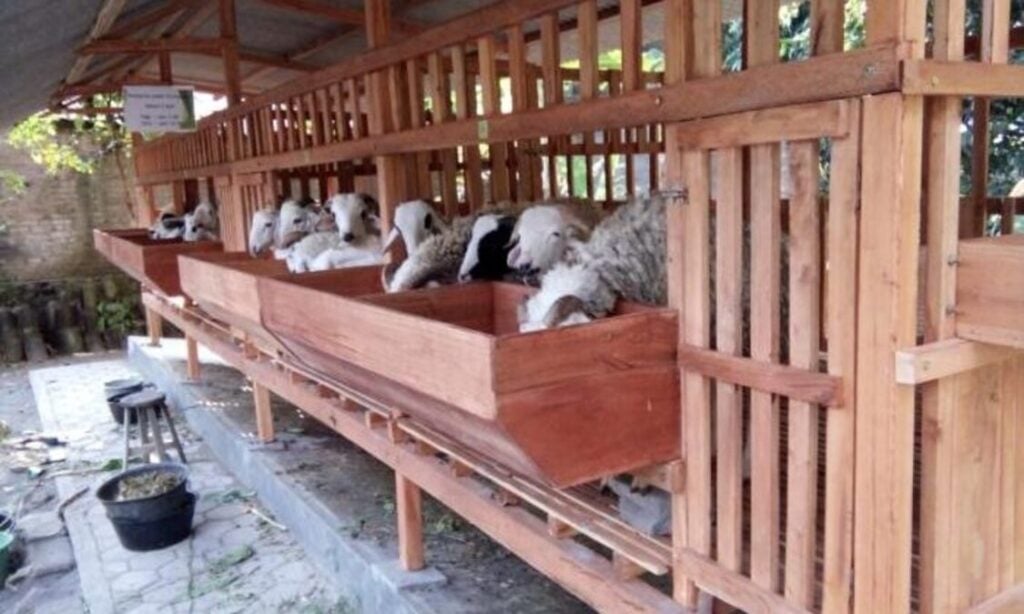 Panduan Praktis beternak Kambing bagi Pemula,