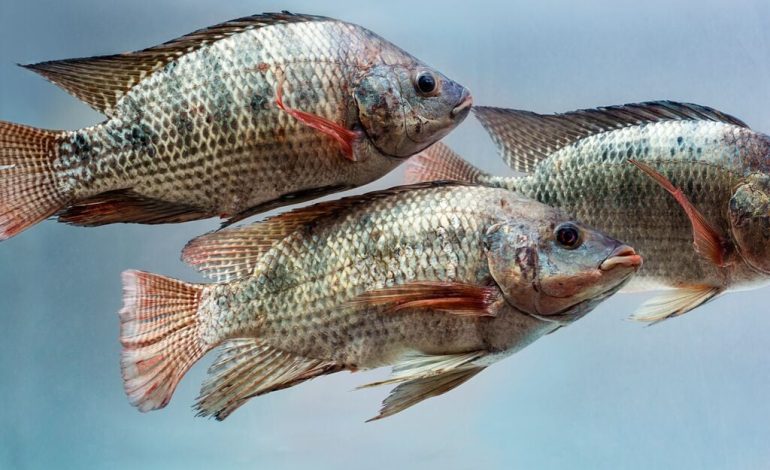 Tips Cara Membedakan Ikan Jantan dengan Ikan Betina