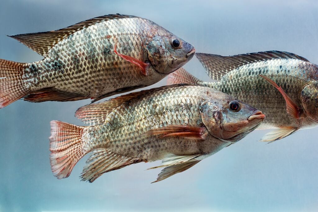 Tips Cara Membedakan Ikan Jantan dengan Ikan Betina