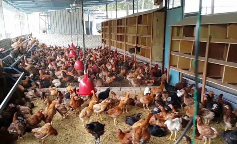 CARA AMPUH MENGATASI KUTU PADA AYAM KAMPUNG