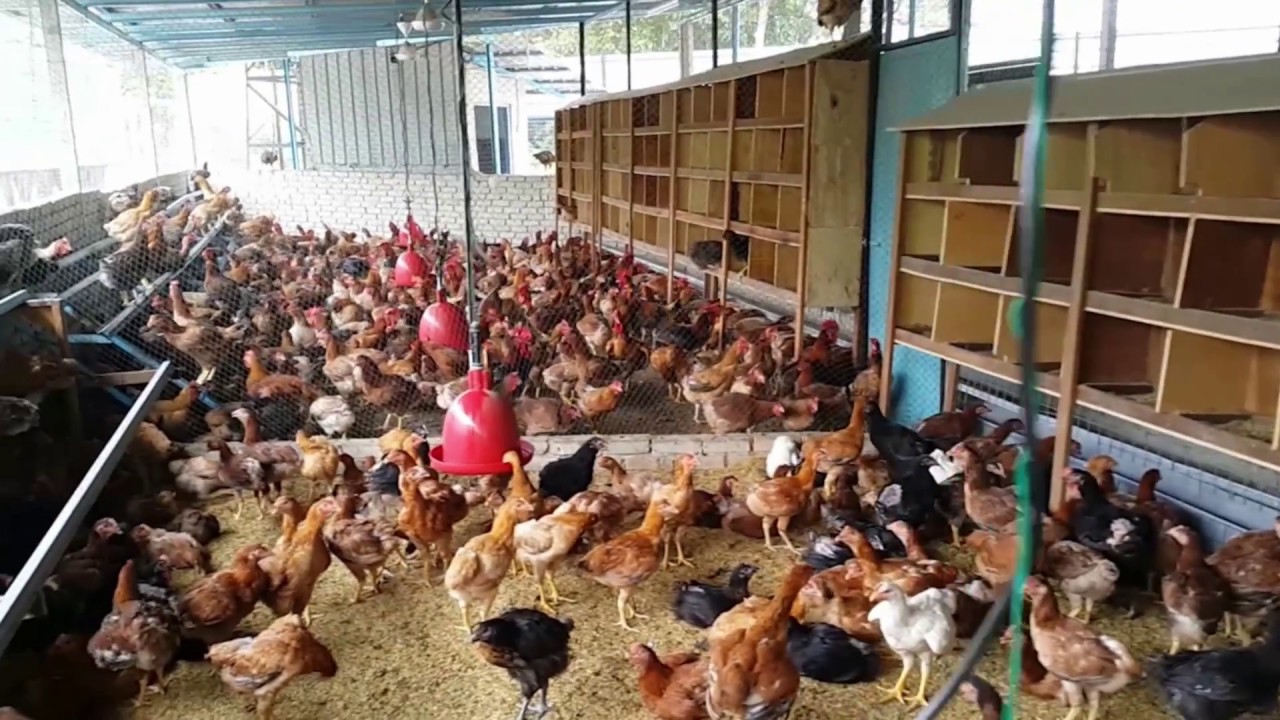 CARA AMPUH MENGATASI KUTU PADA AYAM KAMPUNG