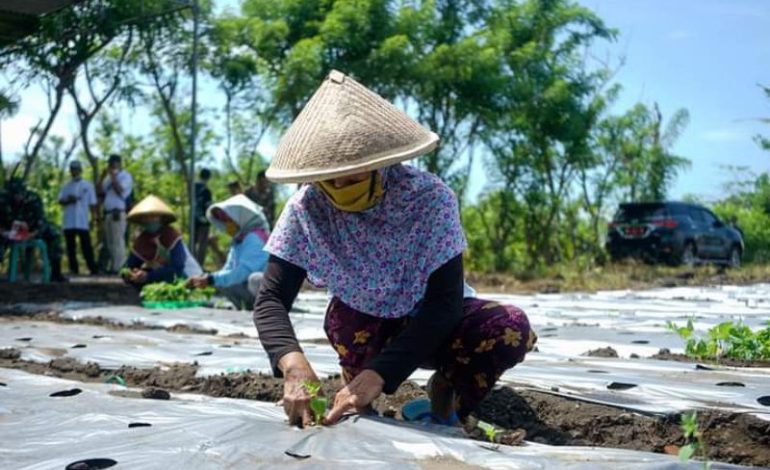 5 Cara Menanam Cabe Rawit di Kebun untuk Pemula