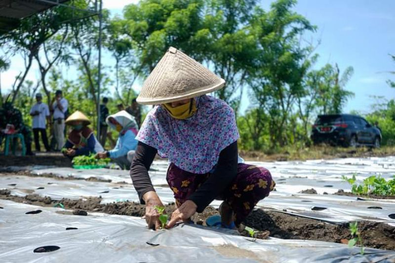 5 Cara Menanam Cabe Rawit di Kebun untuk Pemula