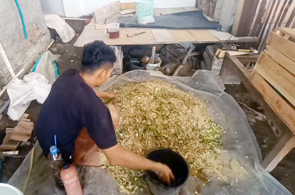 6 Pakan Alternatif Entok agar Sehat dan Gemuk