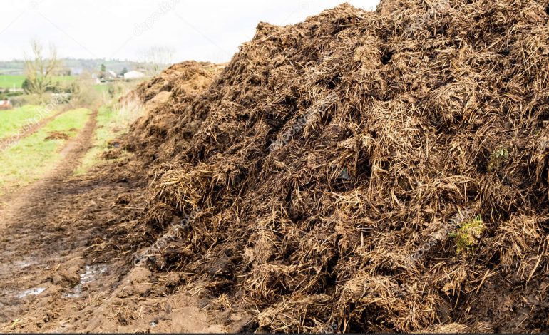 Pemanfaatan Kotoran Sapi untuk Pertumbuhan tanah