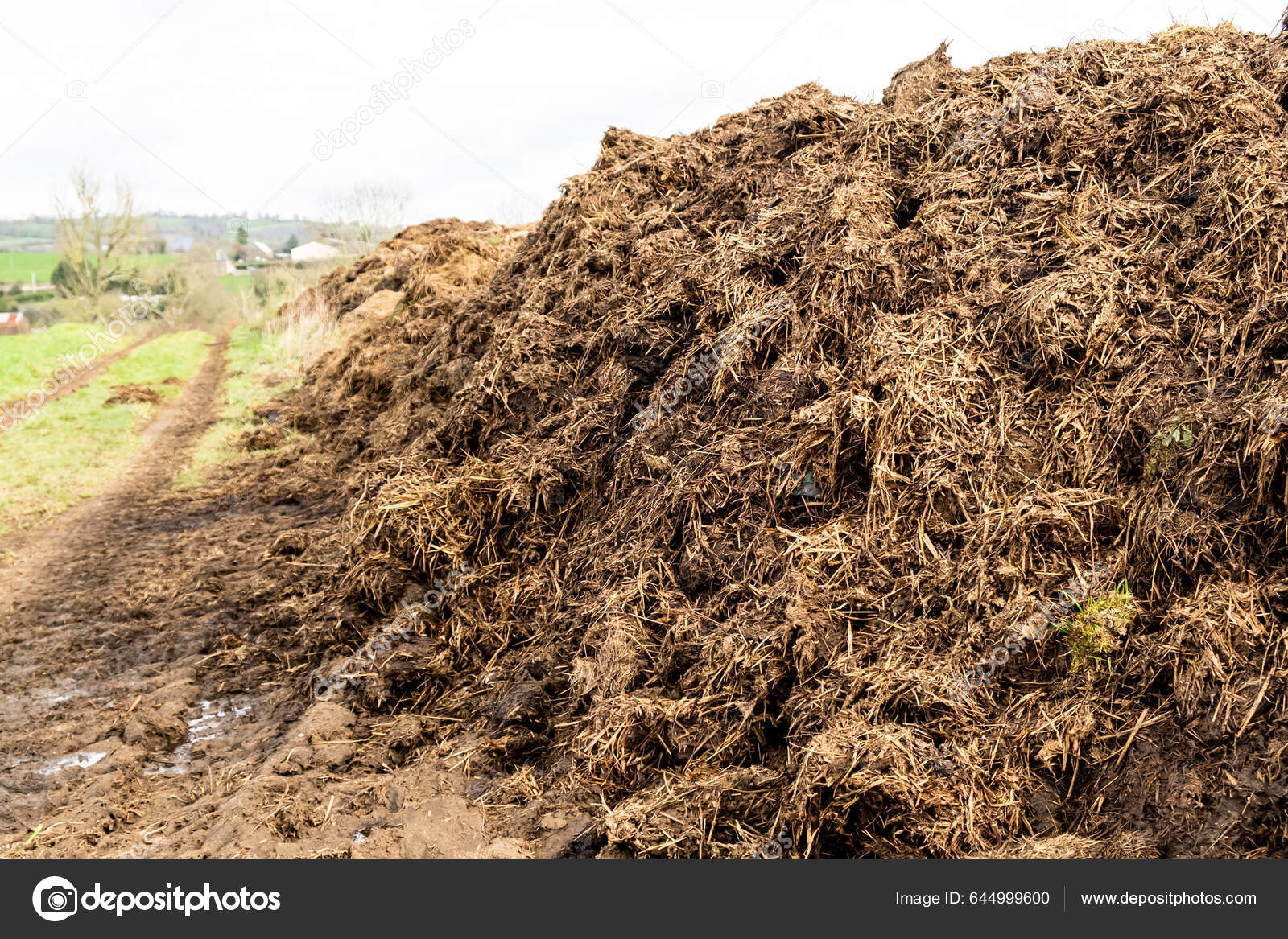 Pemanfaatan Kotoran Sapi untuk Pertumbuhan tanah
