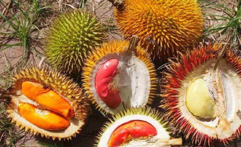 5 Buah Khas Kalimantan Tengah yang Unik dan Langka