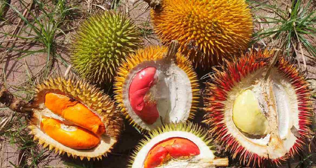 5 Buah Khas Kalimantan Tengah yang Unik dan Langka