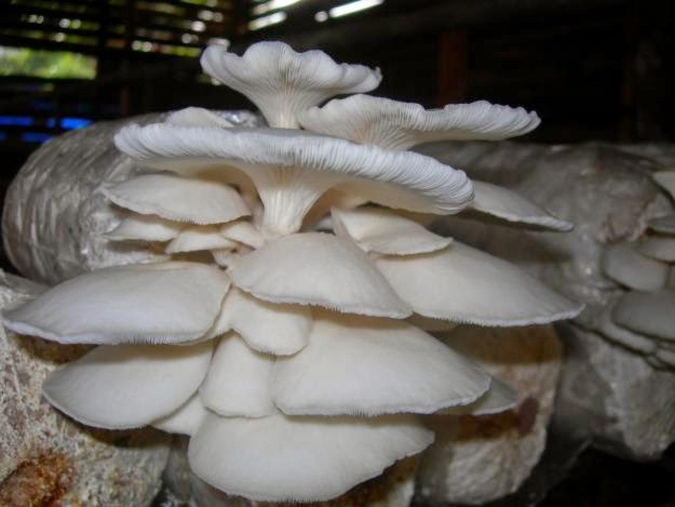 Cara Budidaya Jamur Tiram di Rumah untuk Pemula agar Untung