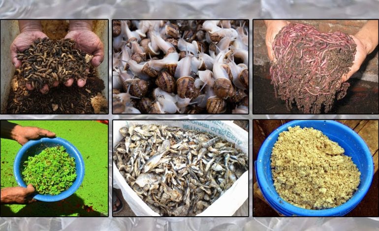 5 Makanan Ikan Lele Alami Supaya Cepat Besar