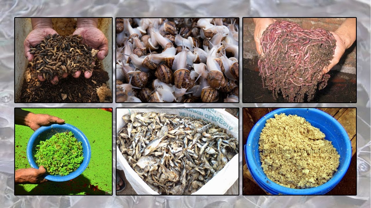 5 Makanan Ikan Lele Alami Supaya Cepat Besar